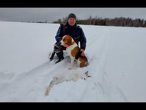 Видео: Охота на зайца с эстонской гончей 15 декабря 2021г
