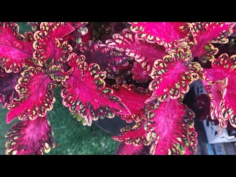 Видео: Лето 2025 (8 часть)