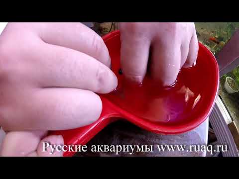 Видео: Как трясти малавийских цихлид