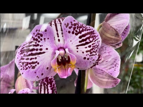 Видео: Обзор орхидей в Кишинёве в последний день осени.