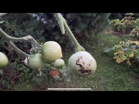 Видео: 08.08.25 огород выходного дня, обзор. Фитофтора? А , не, показалось или не показалось🫣 