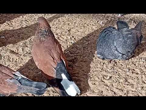 Видео: Кировоградские голуби.