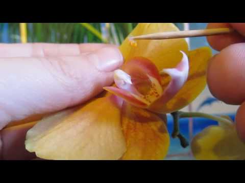 Видео: ОПЫЛЕНИЕ ОРХИДЕИ. ДОМАШНИЙ СПОСОБ