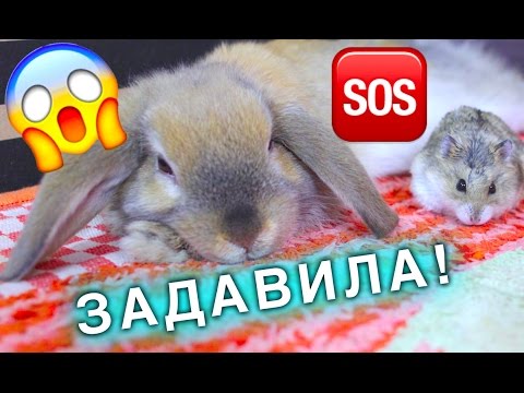 Видео: КРОЛИК VS ХОМЯК ЧТО ТО ПОШЛО НЕ ТАК ЗАДАВИЛА | Elli Di Pets