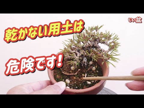 Видео: [Если так будет продолжаться, это опасно! 😱] Если почва не высыхает, пересадите! / Для начинающих