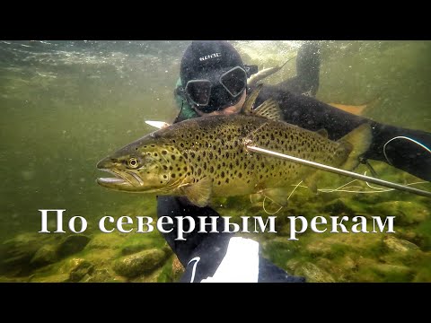 Видео: Подводная охота в северных реках. Кольский полуостров 2020 г.