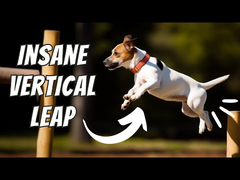 Видео: Факты о Джеке Расселе: 10 вещей, которые вы никогда не знали