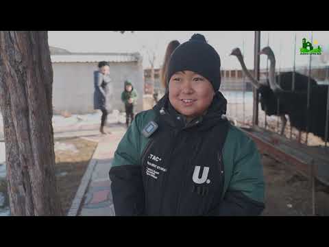 Видео: Кирешелүү бизнес. Мындайды биринчи жолу көрүшүм Төө куш фермасы мини-зоопаркка айланды.