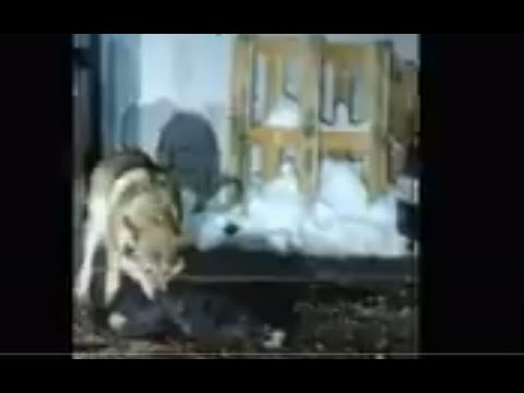 Видео: Нападение волков на собак  Часть 2 Attack of wolves on dogs