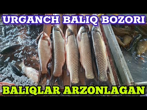 Видео: 🐟УРГАНЧ БАЛИК БОЗОРИДА БАЛИКЛАР🐠 АРЗОНЛАДИ | URGANCH BALIQ BOZORI NARXLARI 26.10.2025