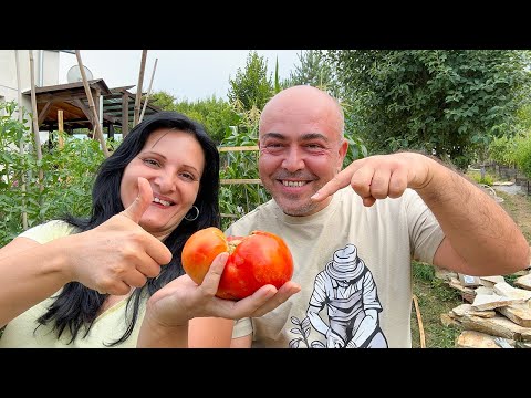 Видео: СТАРИ БЪЛГАРСКИ СОРТОВЕ ДОМАТИ! Колко точно са стари?