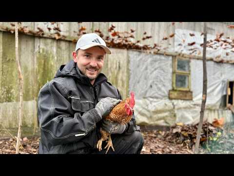Видео: Собираем свёклу, которую потерял трактор! Свёкла в дом и курам