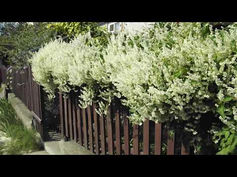 Видео: Горец бальджуанский- серебряная кружевная лоза.