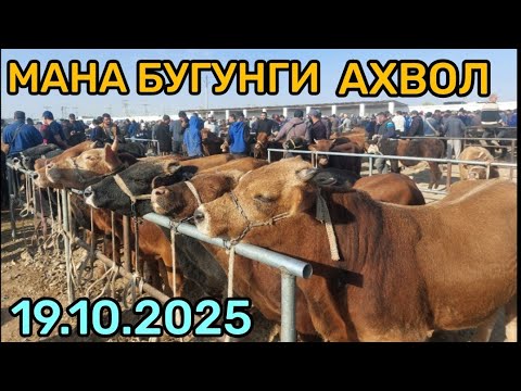 Видео: 19.10.2025 БОКМА БУКАЧАЛАРНИ ЗУРЛАРИ ЧИКДИ КАРШИ КАРВОН МОЛ БОЗОРИГА 