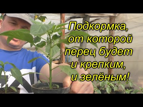 Видео: Перец будет крепким и зелёным - очень важная подкормка!