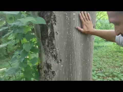 Видео: Главные медоносы середины лета