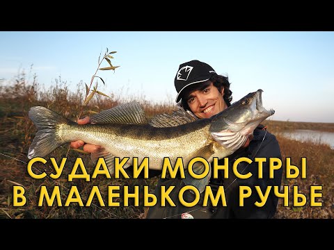 Видео: Это рыбалка мечты! Судаки монстры в ручье. Как ловить среди коряг?