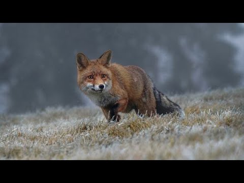 Видео: Liar's Bar - вторая серия)