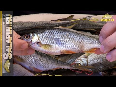 Видео: Вяленая рыба, плотва и густера (вобла, таранка) [salapinru]