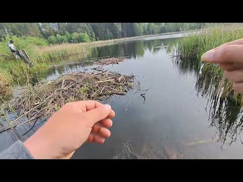 Видео: Мормышинг. Клюет отличная плотва и окунь. Ловлю возле дома бобров!