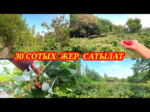 Видео: САТЫЛАТ т:0772-36-62-36, багы малина суу бар өтө соонун жер экен👍. Кадамжайда Пүлгөн #кадамжаймедиа