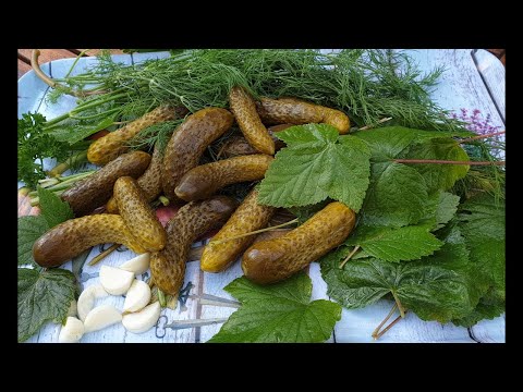 Видео: Как квашу на зиму огурчики!Хрустящие и ароматные!