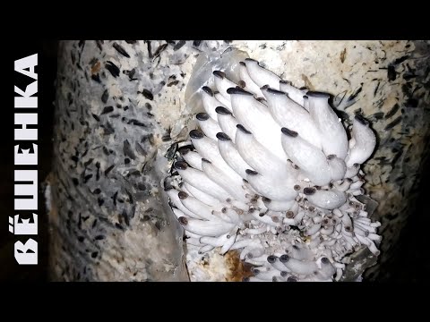 Видео: Взял отработанные блоки после первой волны. ВЁШЕНКА