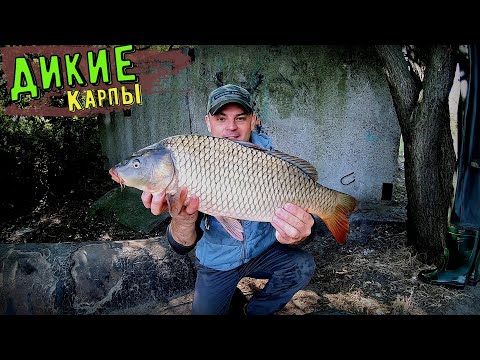 Видео: Укладываю диких карпух в мат. Рыбалка на макушатник на Днепре.
