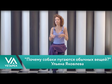 Видео: Кафедра Поведенческой медицины.Ульяна Яковлева -  "Почему собаки пугаются обычных вещей?"