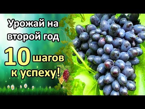 Видео: УРОЖАЙ ВИНОГРАДА НА 2 ГОД ПОСЛЕ ПОСАДКИ! 10 ШАГОВ К УСПЕХУ!
