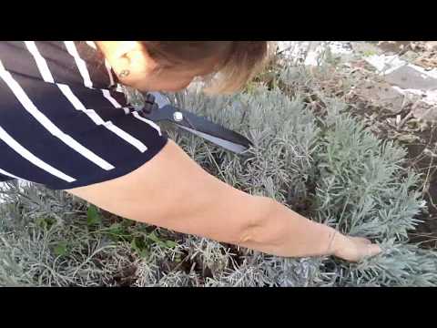 Видео: ПОДГОТОВКА К ЗИМЕ//обрезка и черенкование лаванды в грунт//