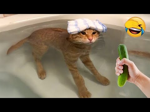 Видео: Самые смешные животные 2025 - Приколы с котами и собаками - Смешные Животные Видео #33