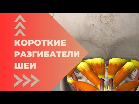 Видео: Короткие разгибатели шеи. Находим и расслабляем.