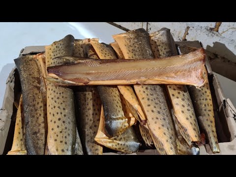 Видео: Щука холодного копчения, солю в тузлуке