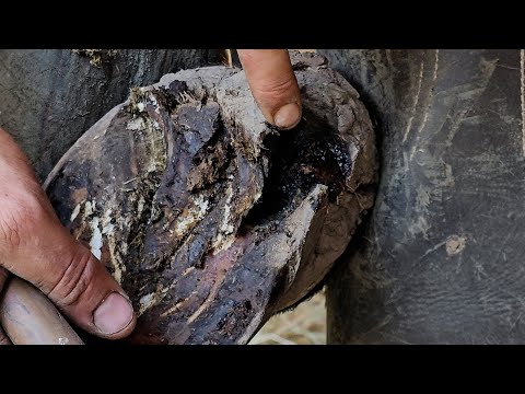 Видео: Бедная лошадь ужасно порезалась проволокой! Делаем подкову на заказ, чтобы защитить копыто, пока ...