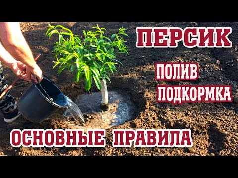 Видео: ПЕРСИК/ Поливаем и подкармливаем правильно!!!