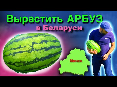 Видео: АРБУЗ! Выращивание в Минске. 2023 год. ТАЙМЛАПС! Watermelon в Беларуси. САХАР и ВЕС!