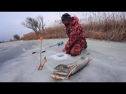 Видео: ПОМОГ ЛОШАДКАМ И ПТИЦ НАКОРМИЛ. Зимняя рыбалка на жерлицы. Щука на жерлицы