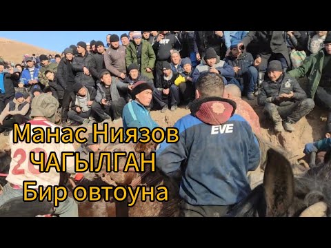 Видео: Манас Ниязов ЧАГЫЛГАН ат менен Бир автоунага таштады