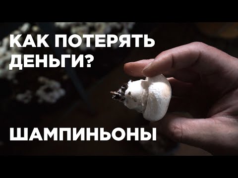 Видео: Шампиньоны | 5 ЗАГРУЗОК | Прибыль и проблемы
