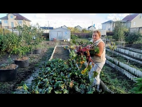 Видео: Уборка Свеклы // Срезаю Малину // Готовим Огород к Зиме //