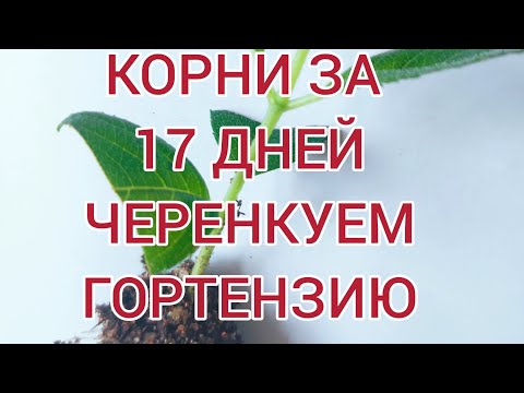 Видео: Черенкование гортензий для новичков.❗☝Пошаговая инструкция. От А до Я 💯% результат