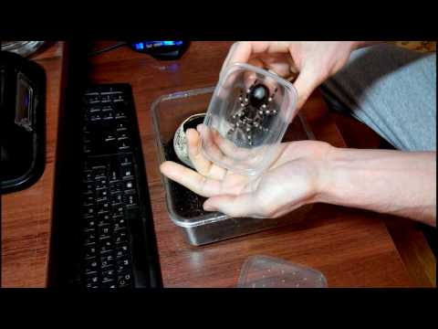 Видео: Общения с паучком и немного теории Acanthoscurria geniculata L10