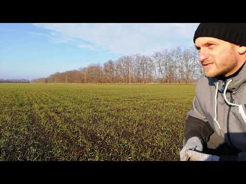 Видео: Потери при севе NO-TILL, румом, классика, в засушливый год.