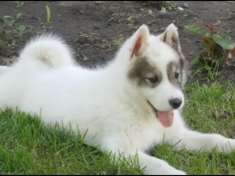 Видео: Планирование вязки.