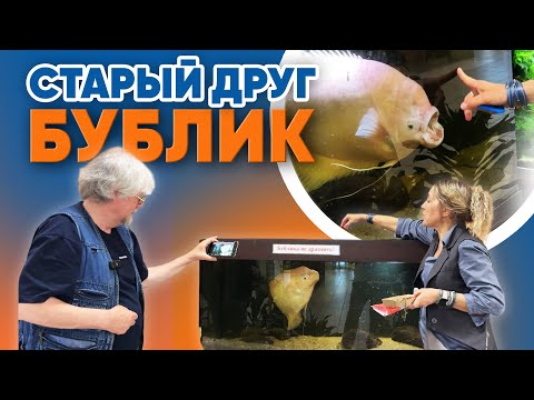 Видео: Аквариумные новости с Владимиром Ковалёвым (23.05.2025). Старый друг БУБЛИК.
