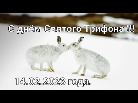 Видео: #Охота на зайца-русака. Сезон 2022-2023гг закрыт достойно !!!