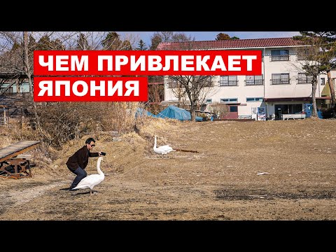 Видео: Зачем ехать в Японию если дома не плохо кормят?
