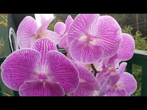 Видео: Phalenopsis Miki Pink Planet '173' или Phal. Bohemian Austen  меняет этикетку