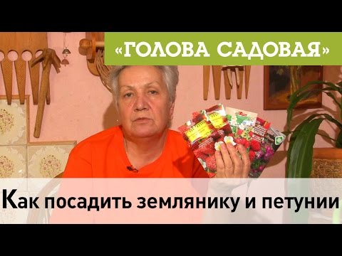 Видео: Голова садовая - Как посадить землянику и петунии